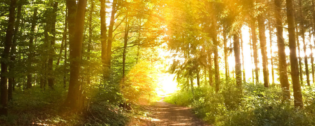 forest at dawn